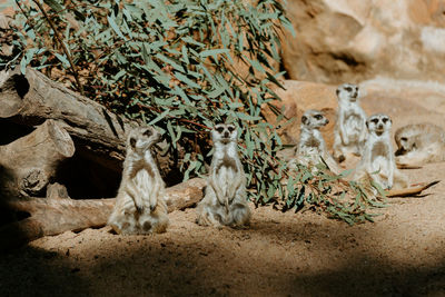 The meerkats