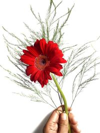 Close-up of hand holding poppy against sky