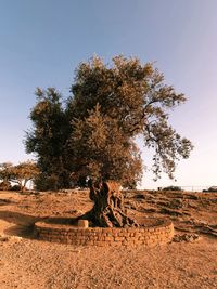 Olive tree on field against clear sky