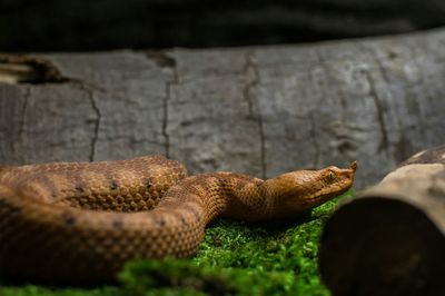 Close-up of snake on field