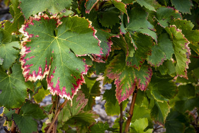 Close-up of leaves