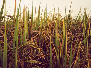 Close-up of wheat field against clear sky