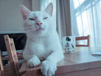 Cat relaxing on table at home