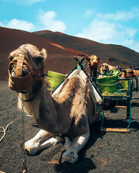 Camels in desert. lanzarote.