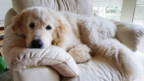 Portrait of white dog resting on sofa at home