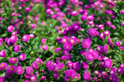 Close-up of pink flowering plants