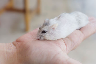 Little winter white hamster sleep on hand