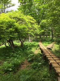 Trees in forest