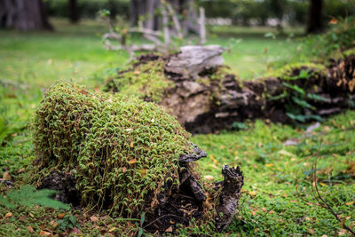 Close-up of plants on field