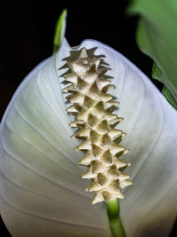 Close-up of flower head