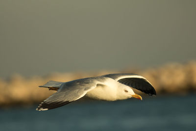 Close-up of bird flying outdoors