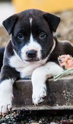 Portrait of puppy sitting outdoors