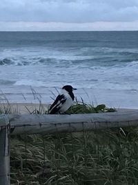 Bird perching on shore by sea against sky