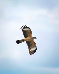 Low angle view of eagle flying in sky