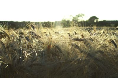 Close-up of plants growing on field