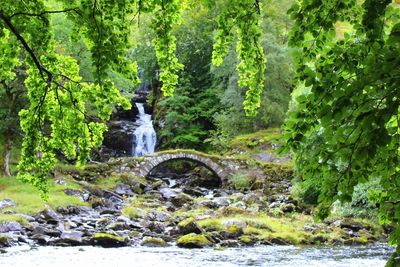 Scenic view of waterfall in forest