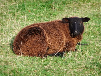 Portrait of horse on field
