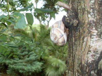 Close-up of tree trunk in forest