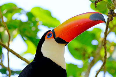 Close-up of a bird