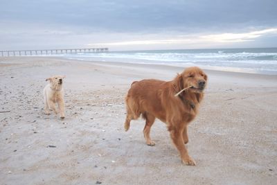 Dog walking on beach against sky