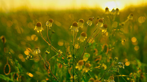Close-up of yellow flowering plant on field