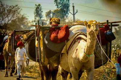 Camels walking on road