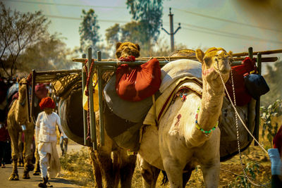 Camel walking outdoors