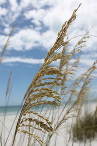 Close-up of stalks in field against sky