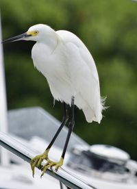 Close-up of bird perching on a railing