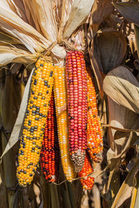 High angle view o colorful corns at farm