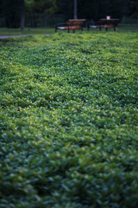 Close-up of grass growing on field