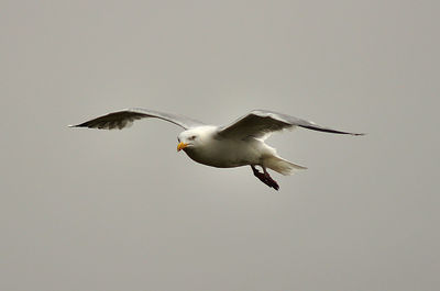 Low angle view of seagull flying