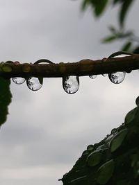 Close-up of wet plant against sky during rainy season
