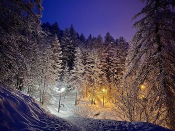 Snow covered trees against sky at night