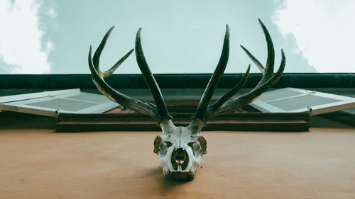 Close-up of deer on table