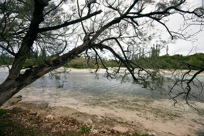 Scenic view of lake in forest against sky