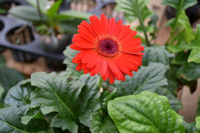 Close-up of red flowering plant