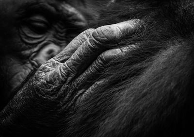 Close-up of chimpanzee grooming