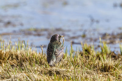 Bird perching on grass