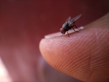 Close-up of insect on hand