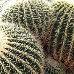 Full frame shot of cactus