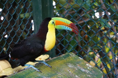 Close-up of bird perching on yellow outdoors