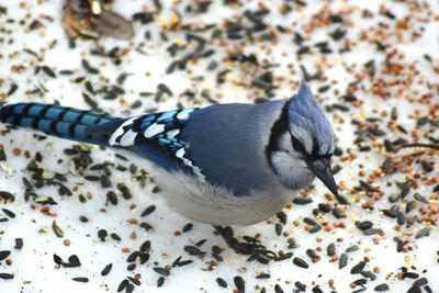 High angle view of crab