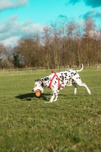 Dog playing outdoors