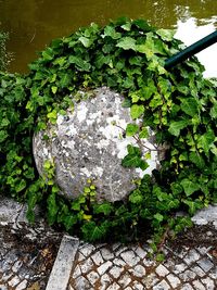 Close-up of plants