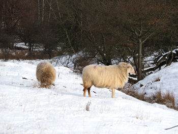 Sheep on a snow covered field