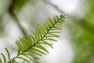 Close-up of green leaves on plant