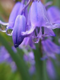 Close-up of purple flower
