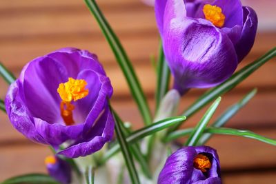 Close-up of purple flowers blooming