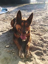 Dog standing on ground